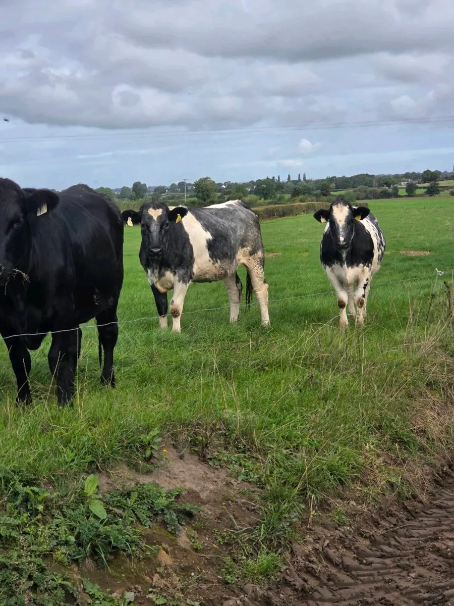 Cattle - Image 4