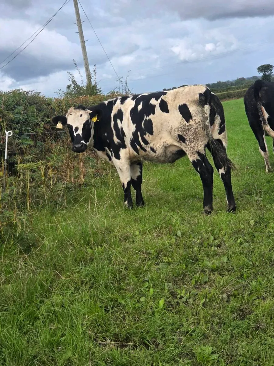 Cattle - Image 2