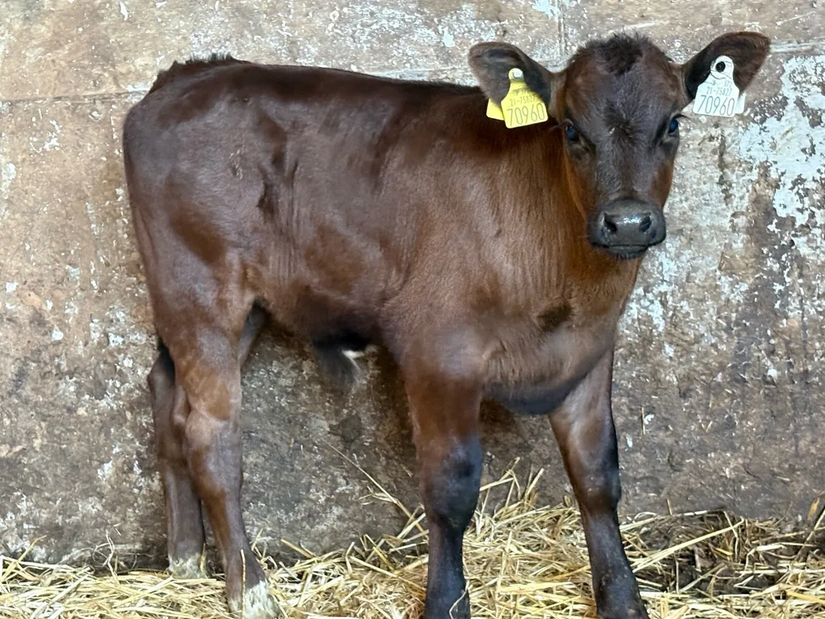 Limousine bull calf - Image 1