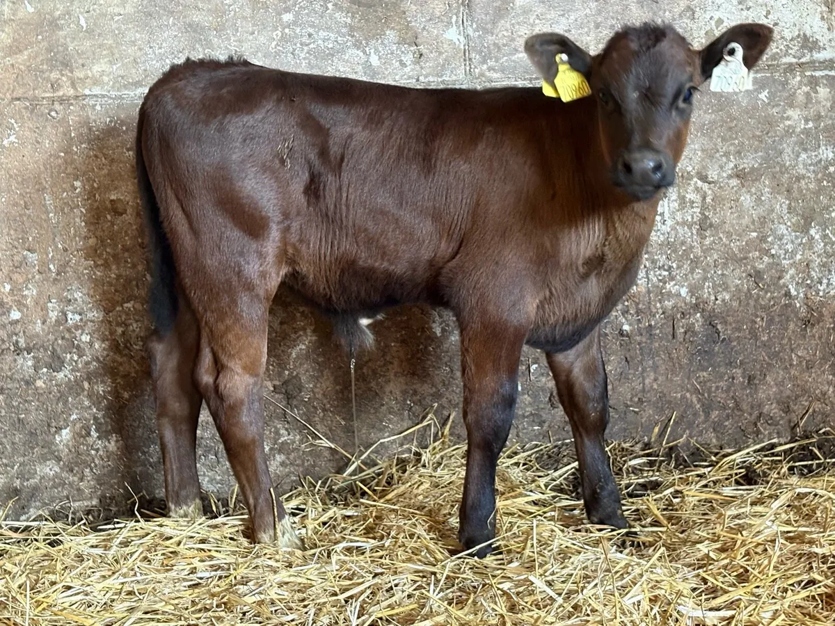 Limousine bull calf - Image 3