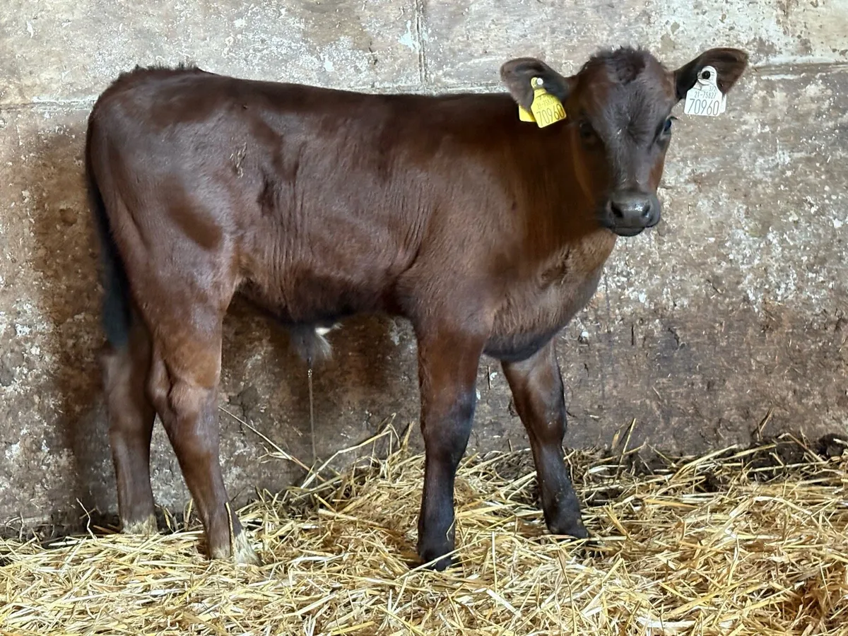 Limousine bull calf - Image 4