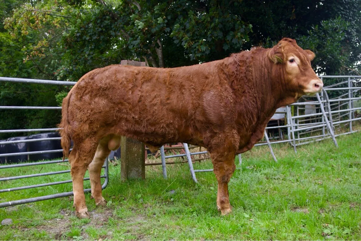Pedigree Limousin Bull - Image 1