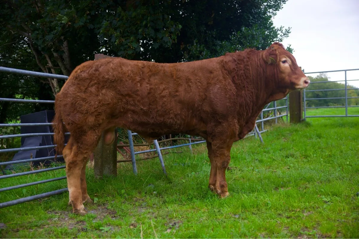 Pedigree Limousin Bull - Image 2