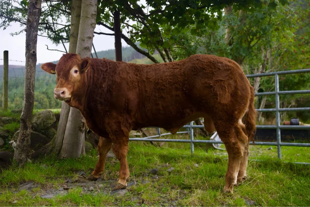 Pedigree Limousin Bull - Image 3