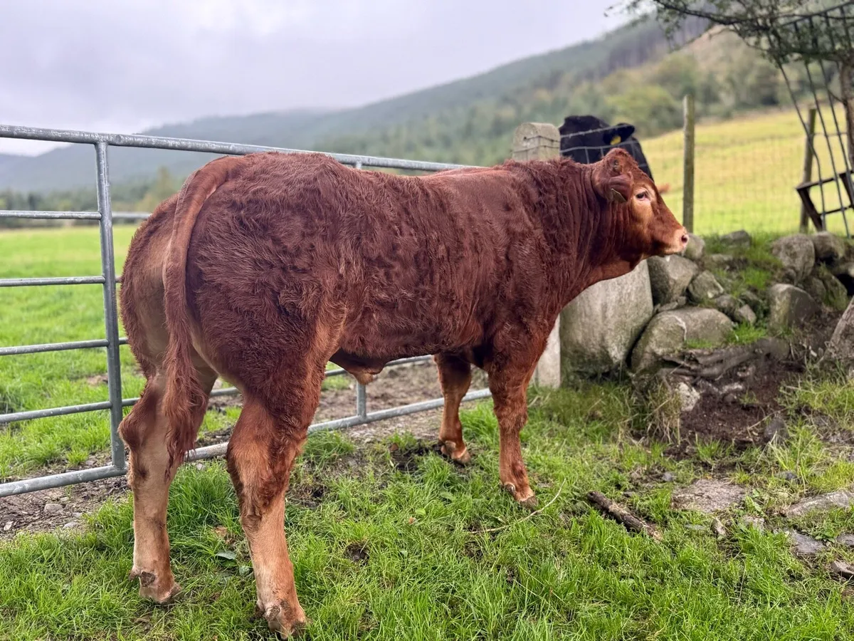 Pedigree Limousin Bull - Image 4