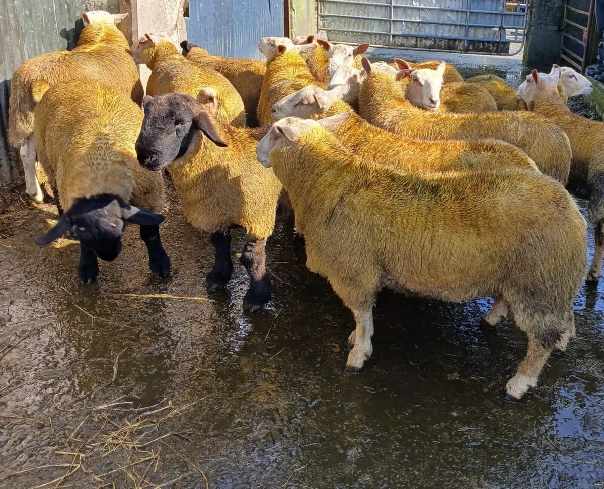 Ram lambs - Image 1
