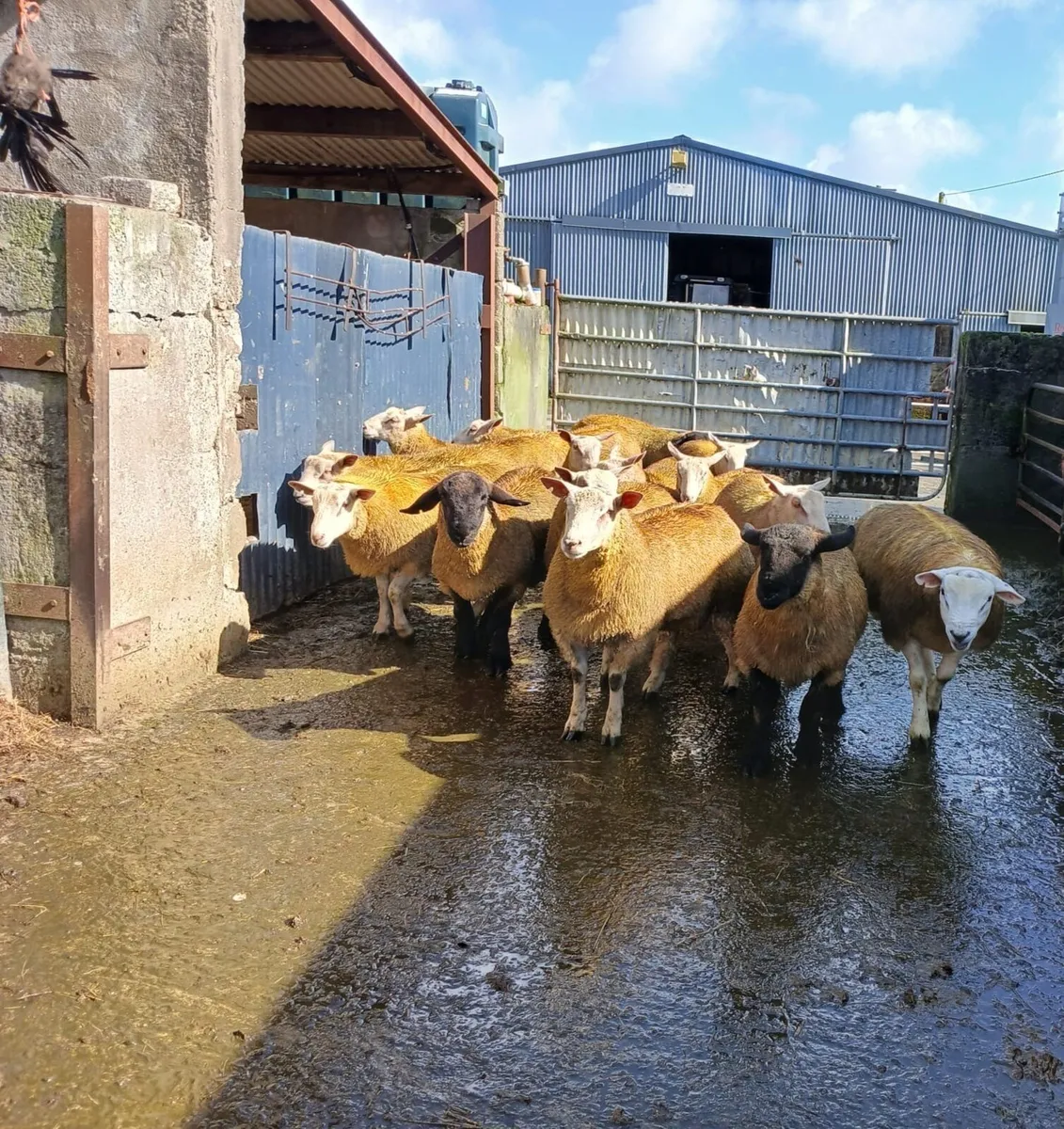 Ram lambs - Image 2
