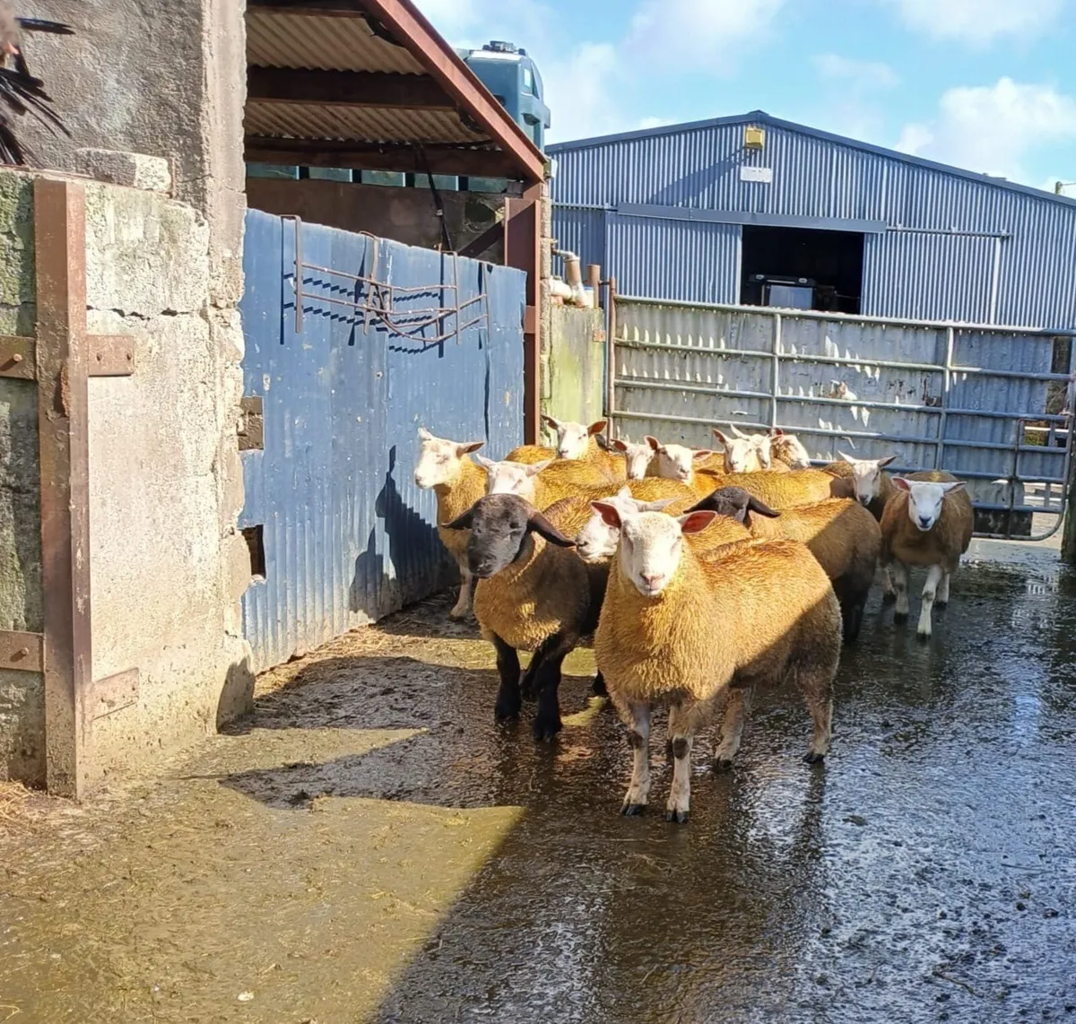 Ram lambs - Image 3