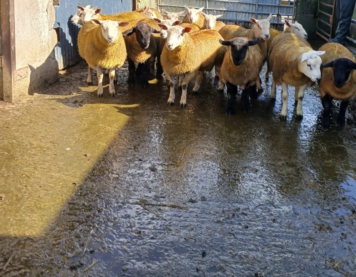 Ram lambs - Image 4