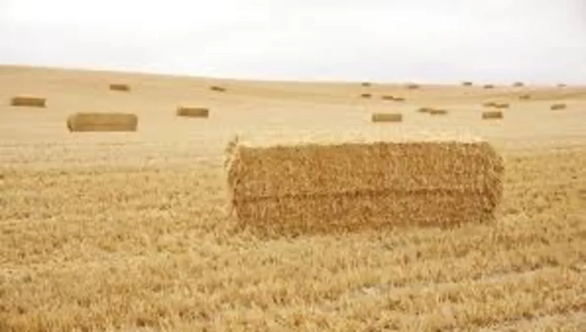 Straw - Image 1