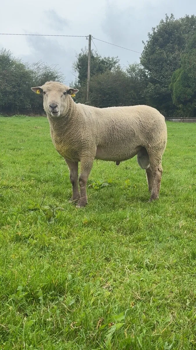 💥💥VENDEEN HOGGET RAM💥💥 - Image 1
