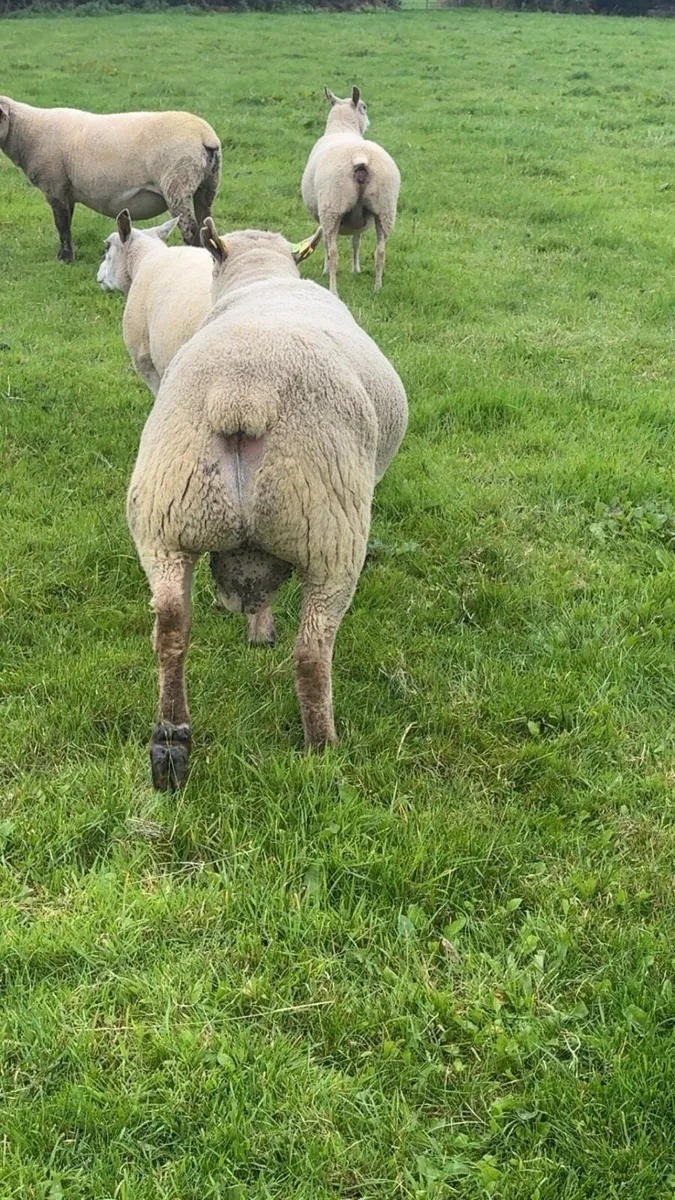 💥💥VENDEEN HOGGET RAM💥💥 - Image 2