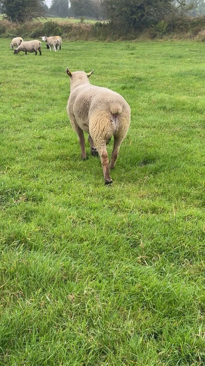💥💥VENDEEN HOGGET RAM💥💥 - Image 3
