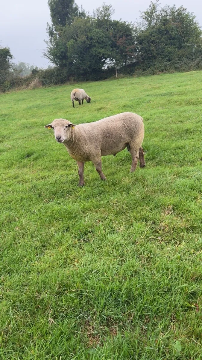 💥💥VENDEEN HOGGET RAM💥💥 - Image 4