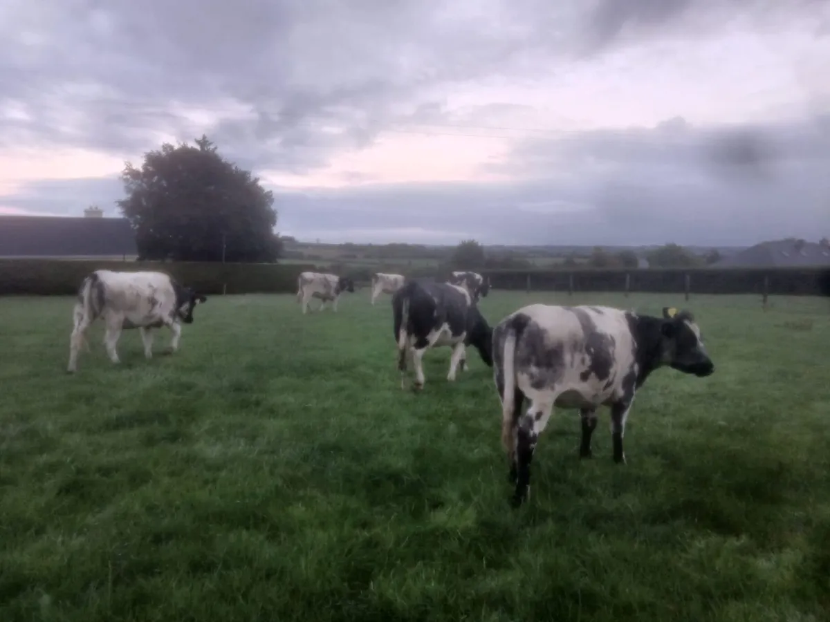 Belgian Blue Heifers - Image 2