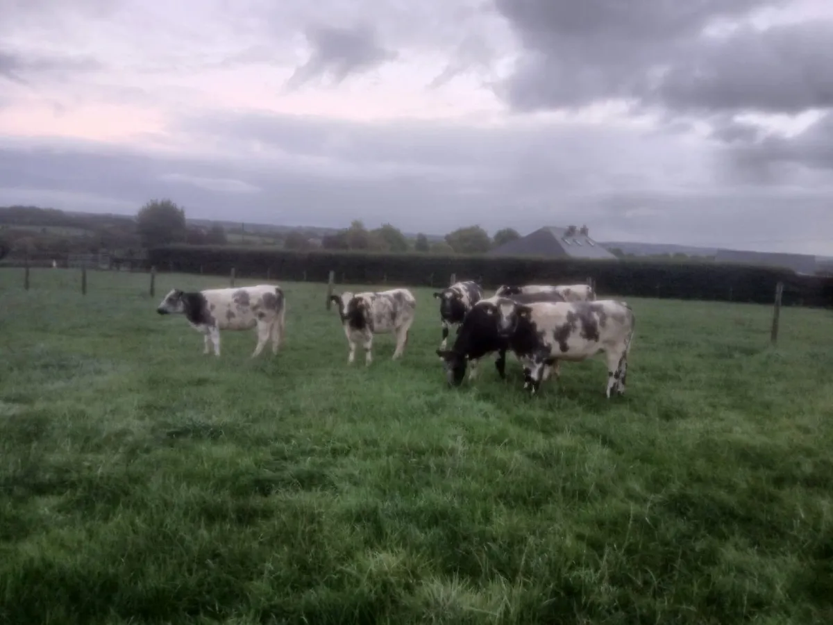 Belgian Blue Heifers - Image 3