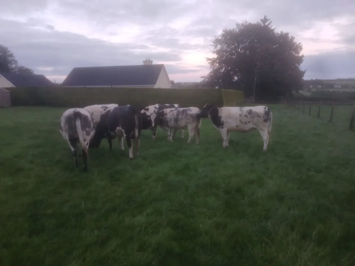 Belgian Blue Heifers - Image 4
