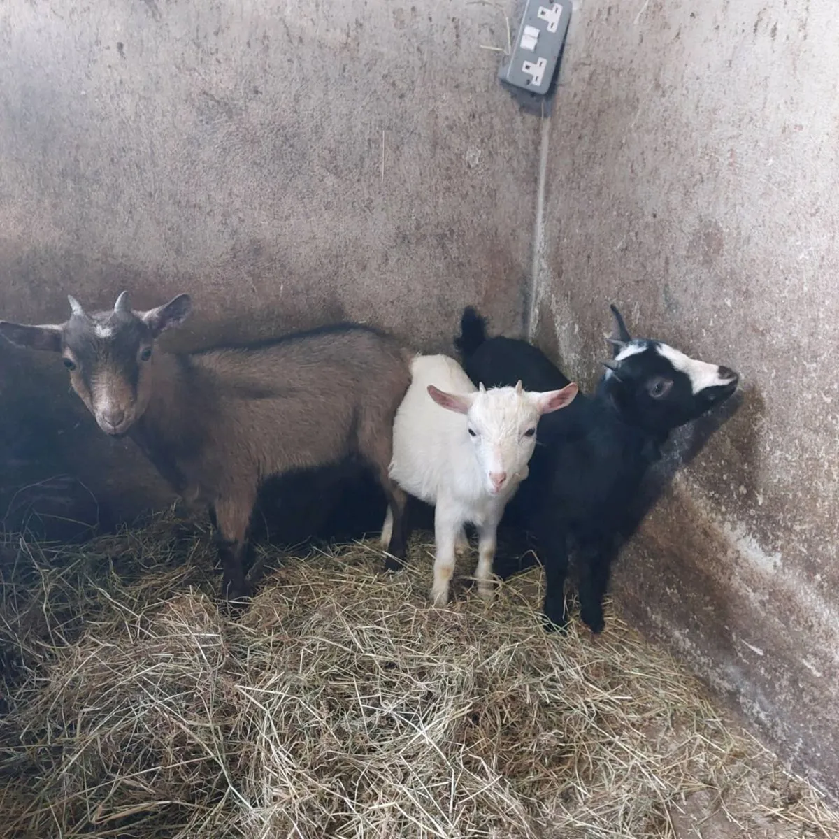 Female pygmy kids - Image 1