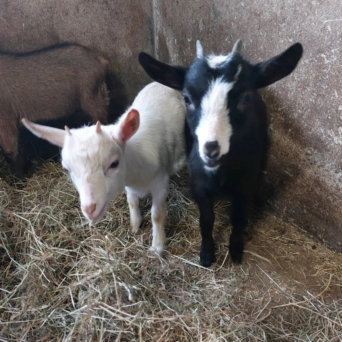 Female pygmy kids - Image 2