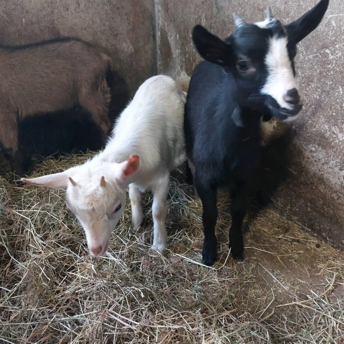 Female pygmy kids - Image 3