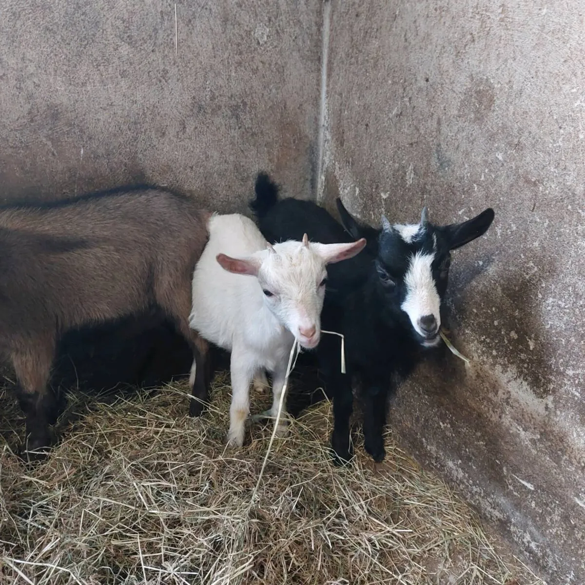 Female pygmy kids - Image 4
