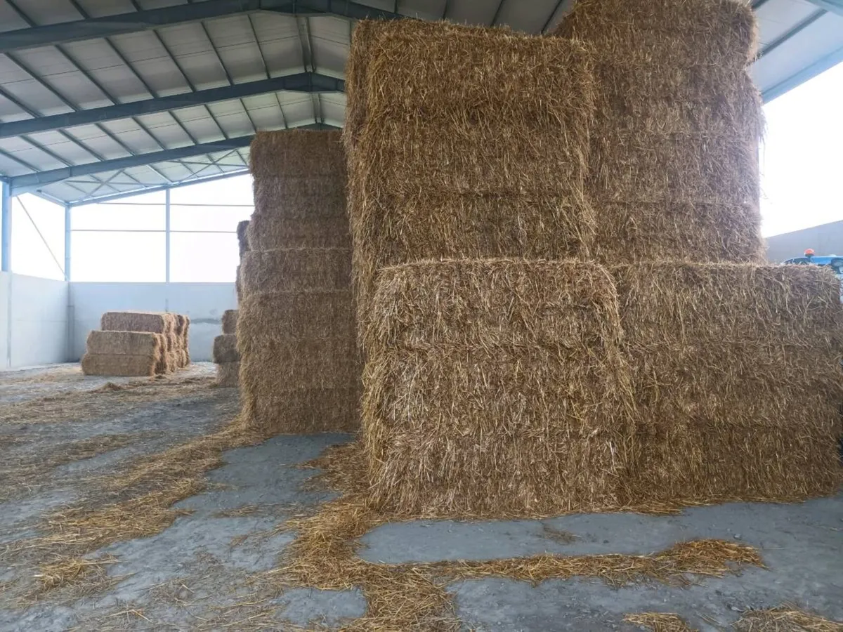Big square bales of straw - Image 1
