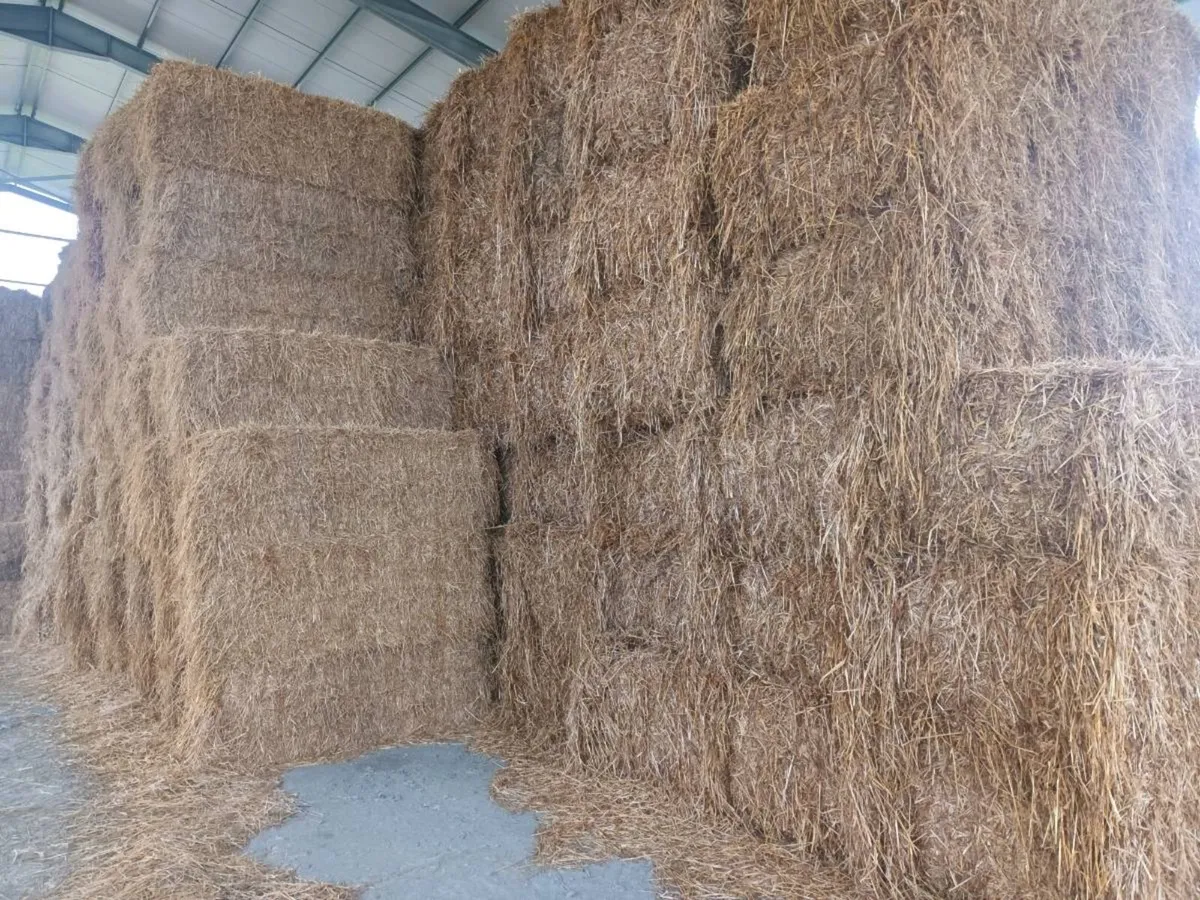 Big square bales of straw - Image 2