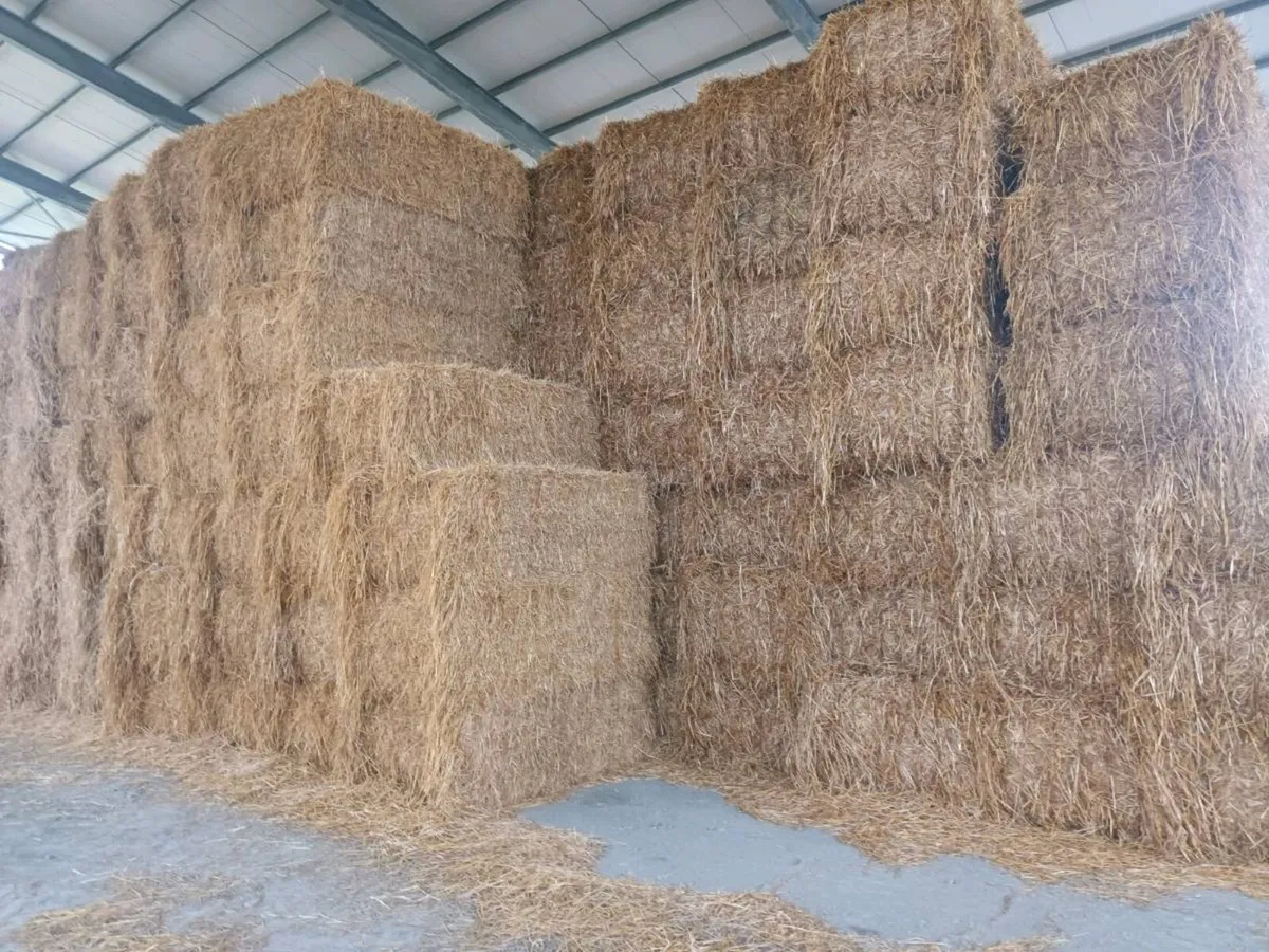Big square bales of straw - Image 3