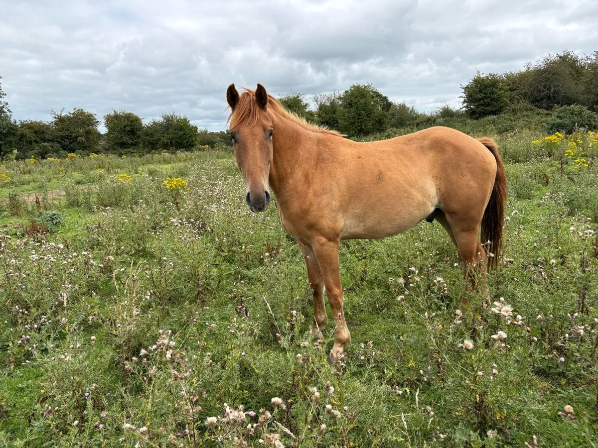 Selection of well bred horses for sale - Image 2