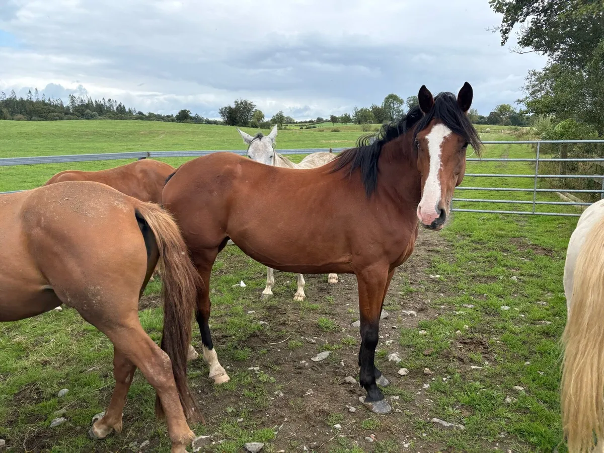 Selection of well bred horses for sale - Image 3