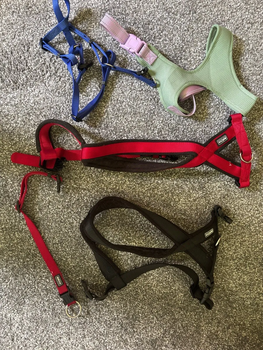 Selection of dog harnesses/collar