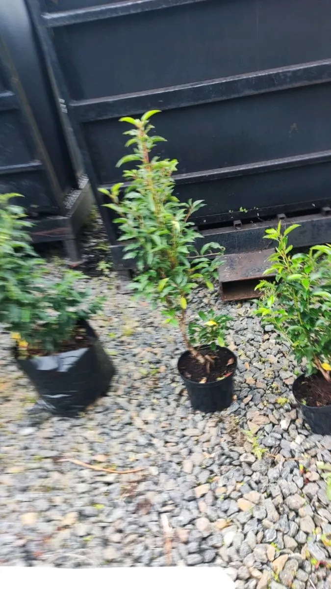 Quality Portuguese Laurel in sizes from 3 euro - Image 3
