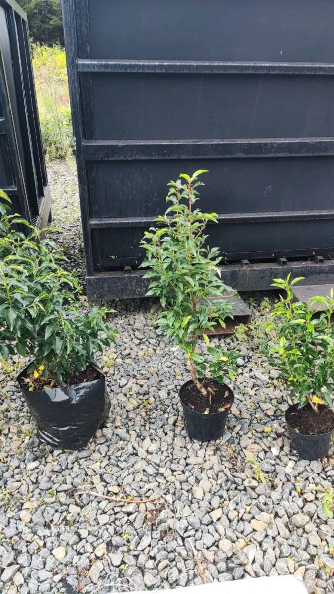 Quality Portuguese Laurel in sizes from 3 euro - Image 4
