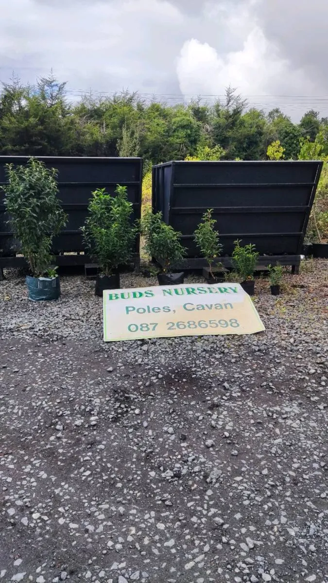 Quality Portuguese Laurel in sizes from 3 euro - Image 1