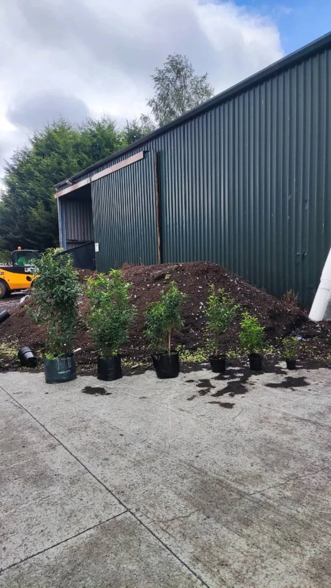 Quality Portuguese Laurel in sizes from 3 euro - Image 2