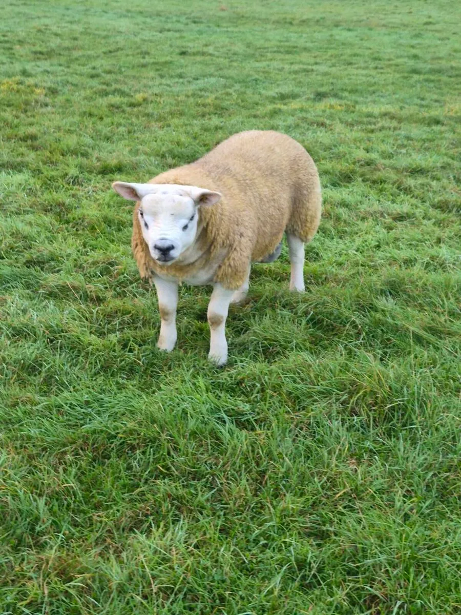 North Connacht Texel Sale Ballinrobe 11th Sep - Image 3
