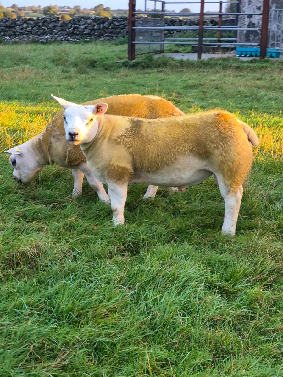 North Connacht Texel Sale Ballinrobe 11th Sep - Image 4