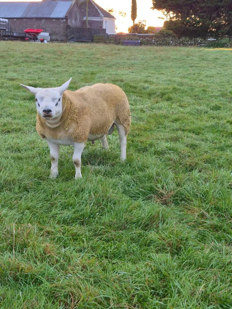 North Connacht Texel Sale Ballinrobe 11th Sep - Image 2