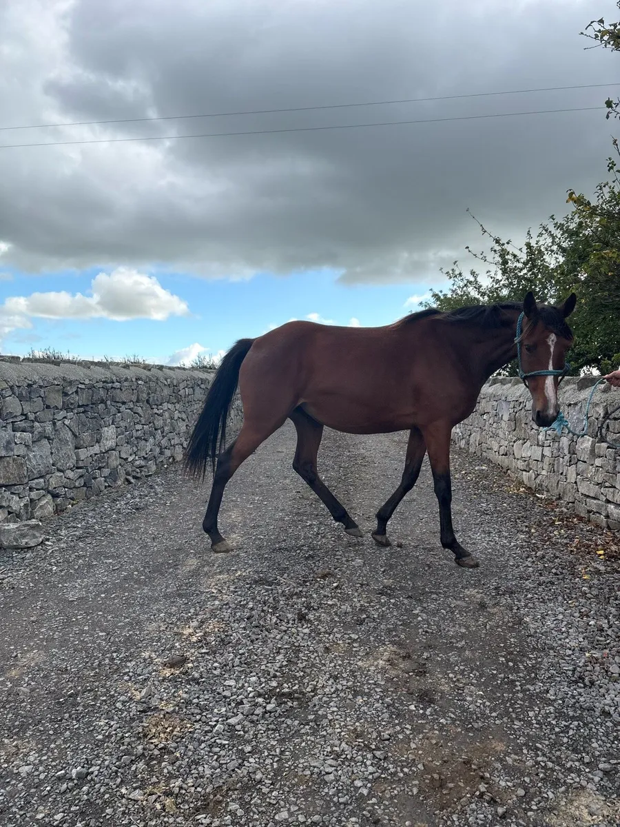 Horses - Image 4