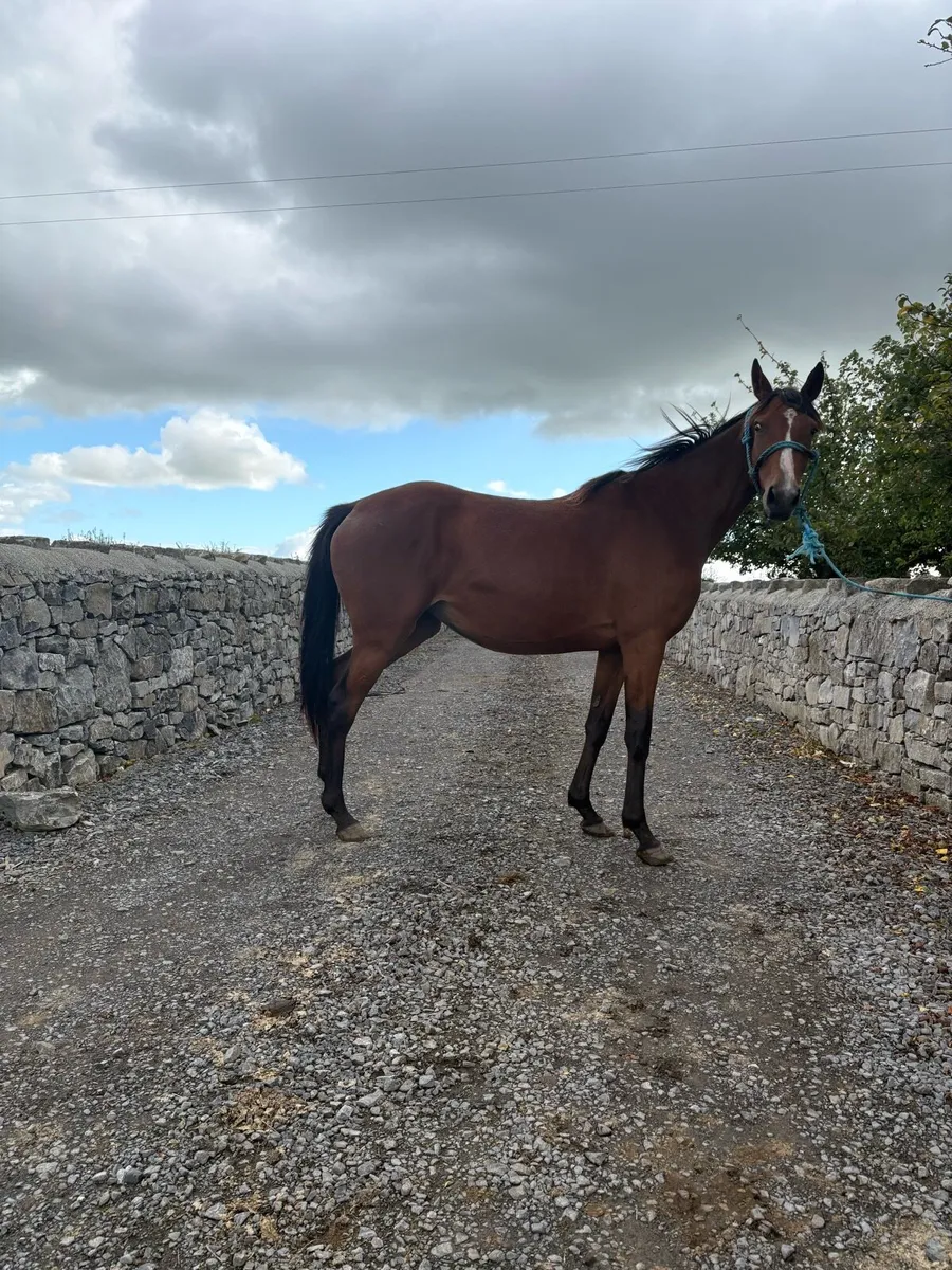 Horses - Image 1