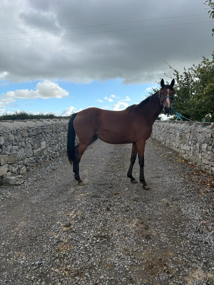 Horses - Image 2