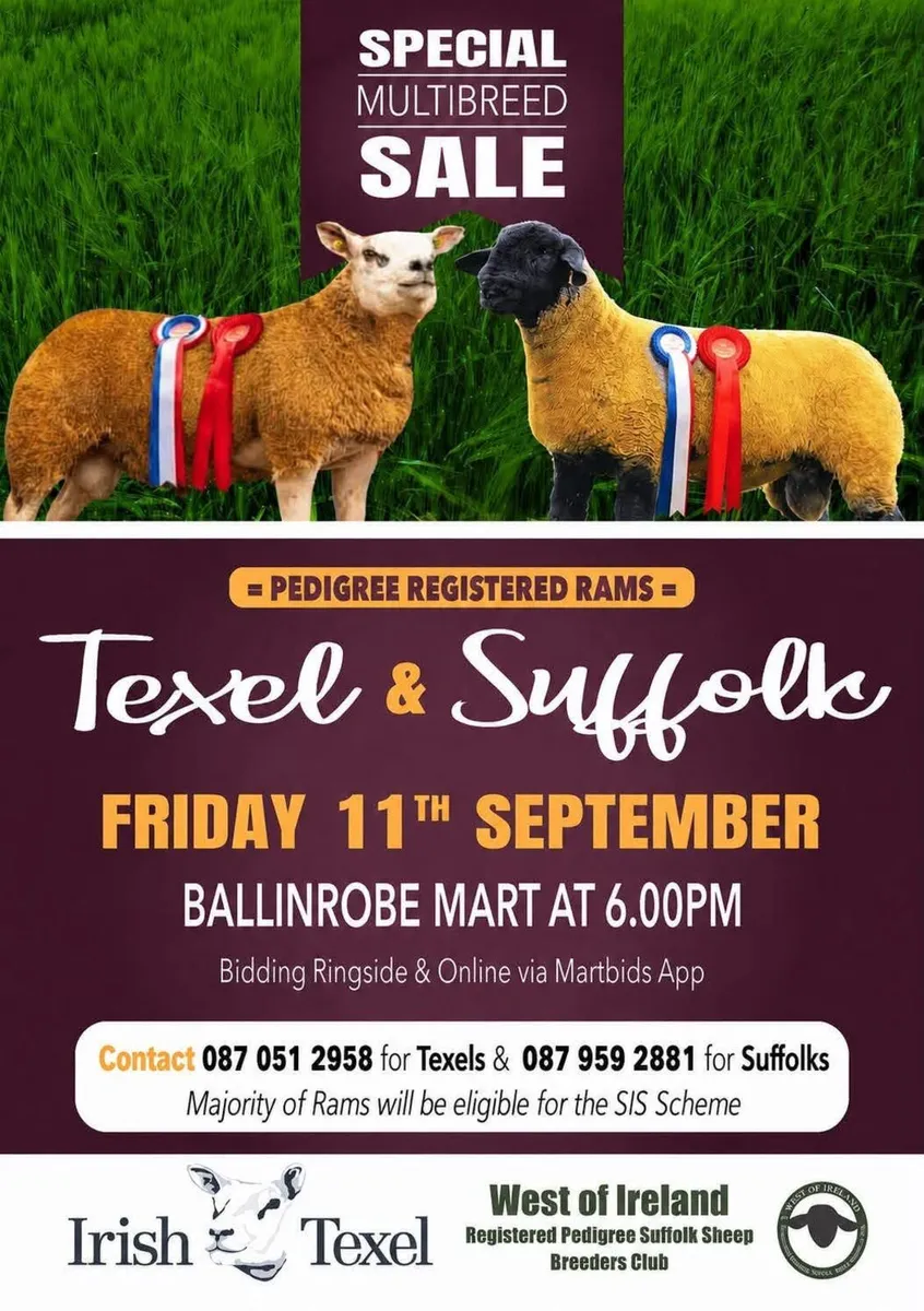 North Connacht Texel Sale Ballinrobe 11th Sep - Image 1