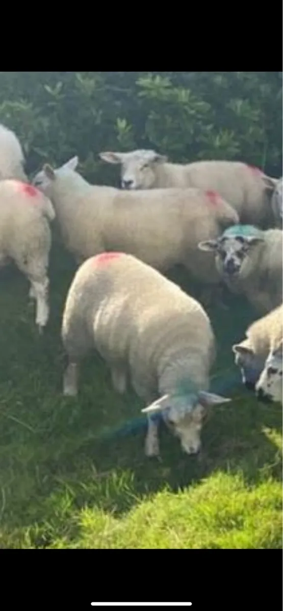 Good Texal X ewe lambs& Blackface mountain lambs - Image 1