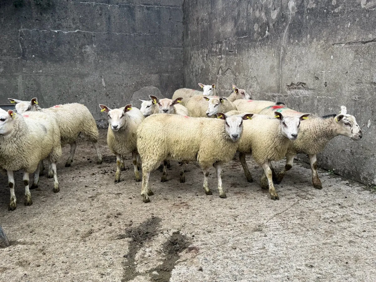 Ewe Lambs - Image 2