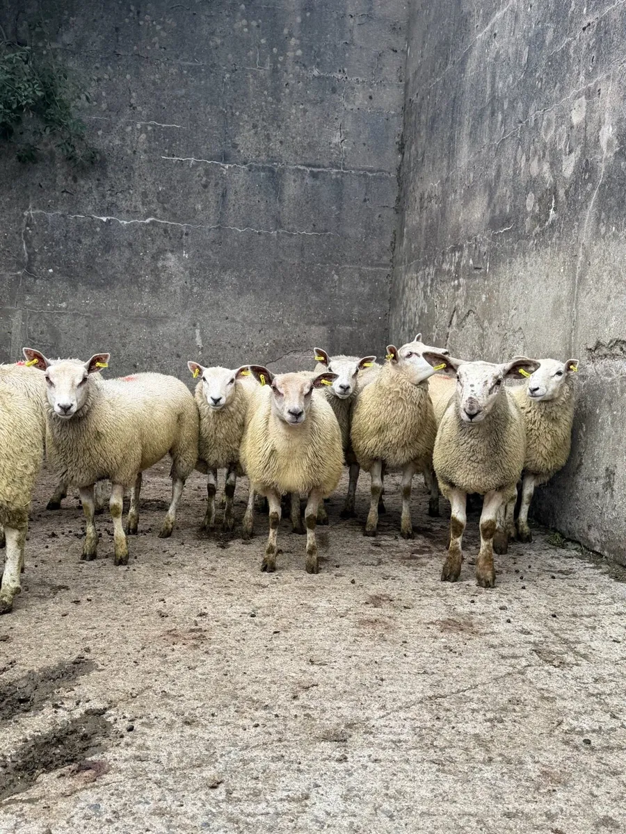 Ewe Lambs - Image 3