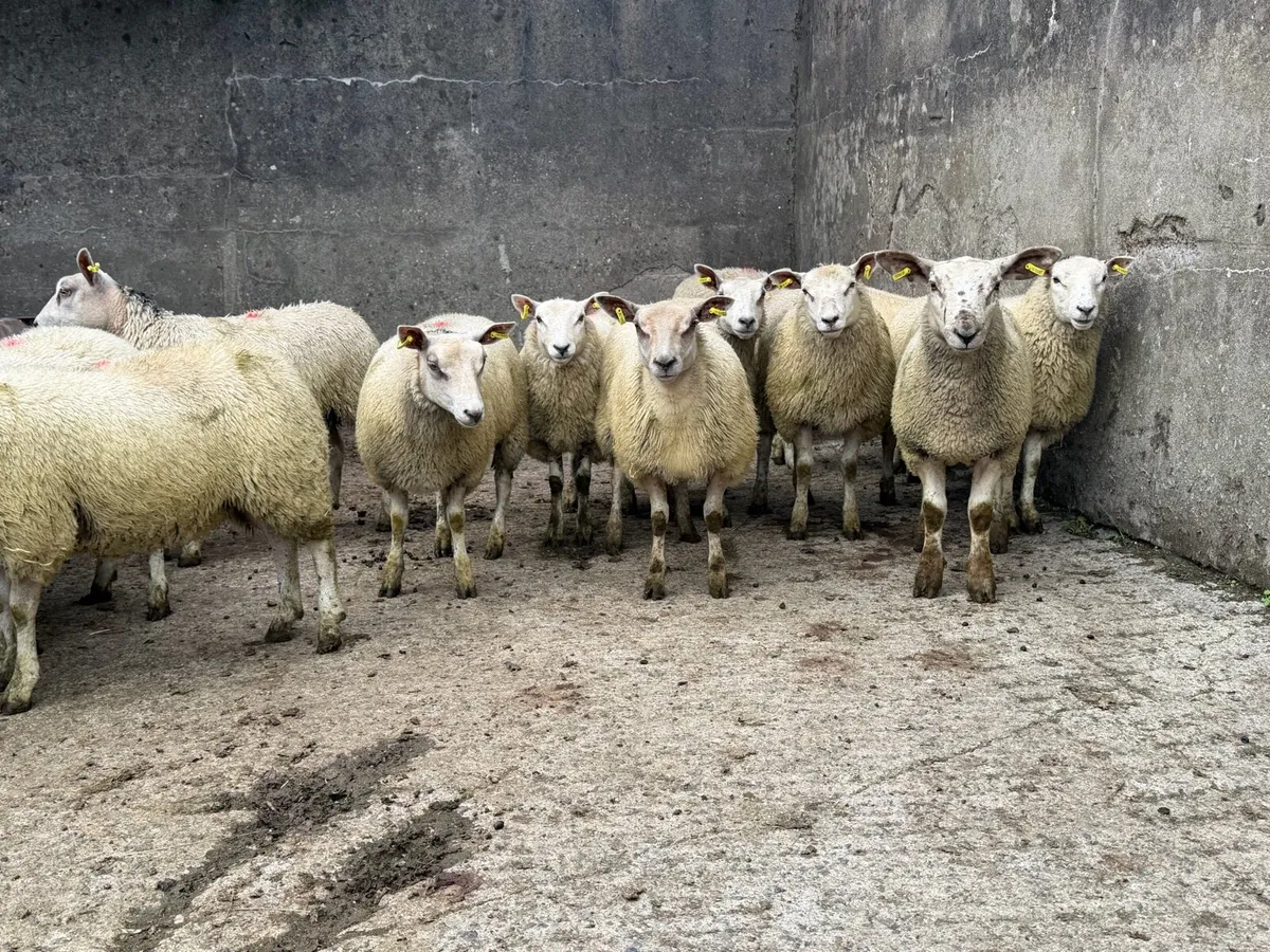 Ewe Lambs - Image 4