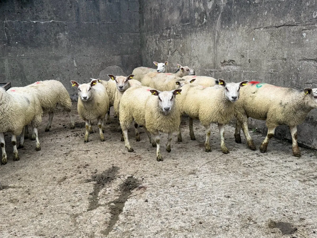 Ewe Lambs - Image 1
