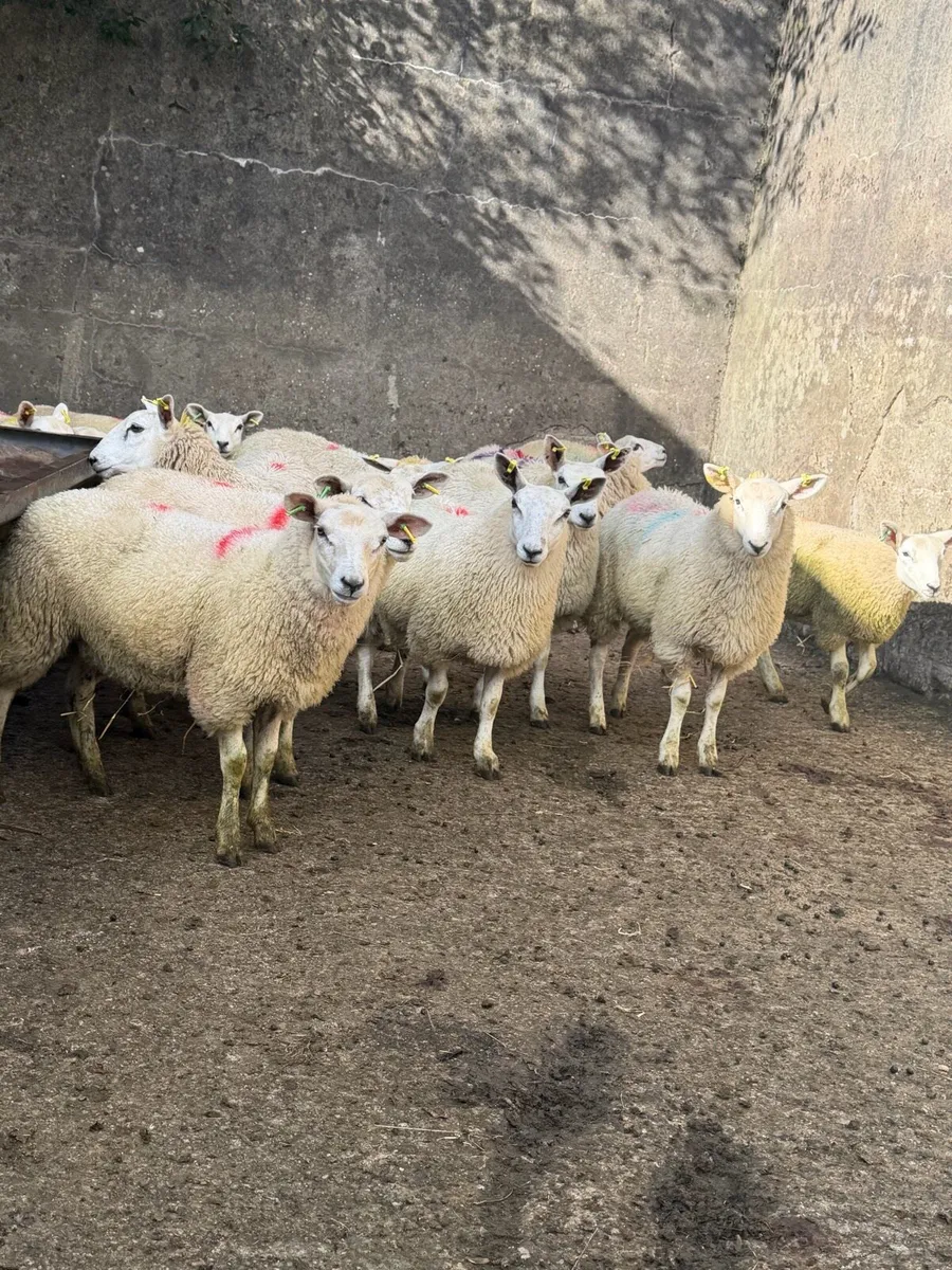 Ewe Lambs - Image 4