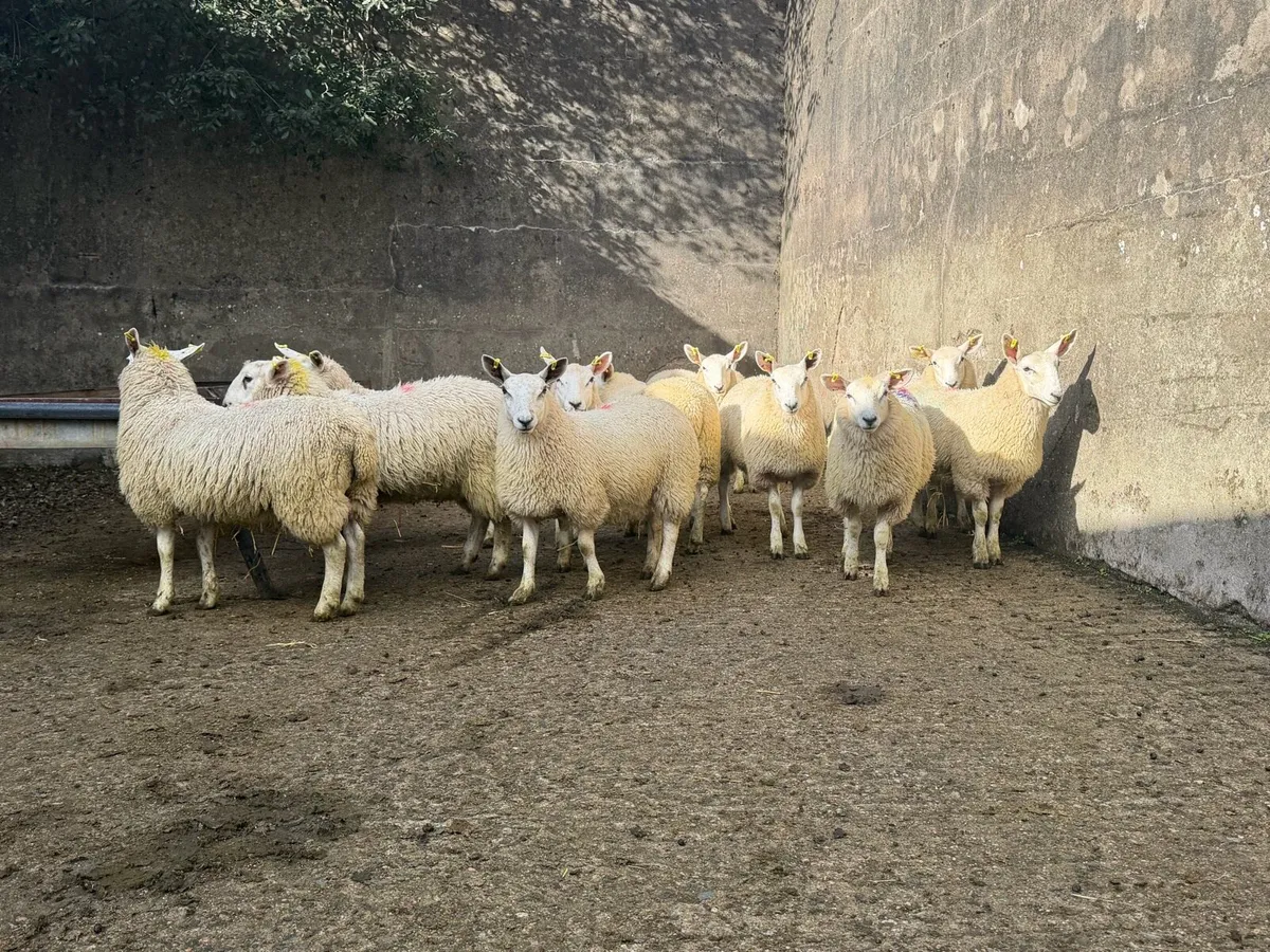 Ewe Lambs - Image 2