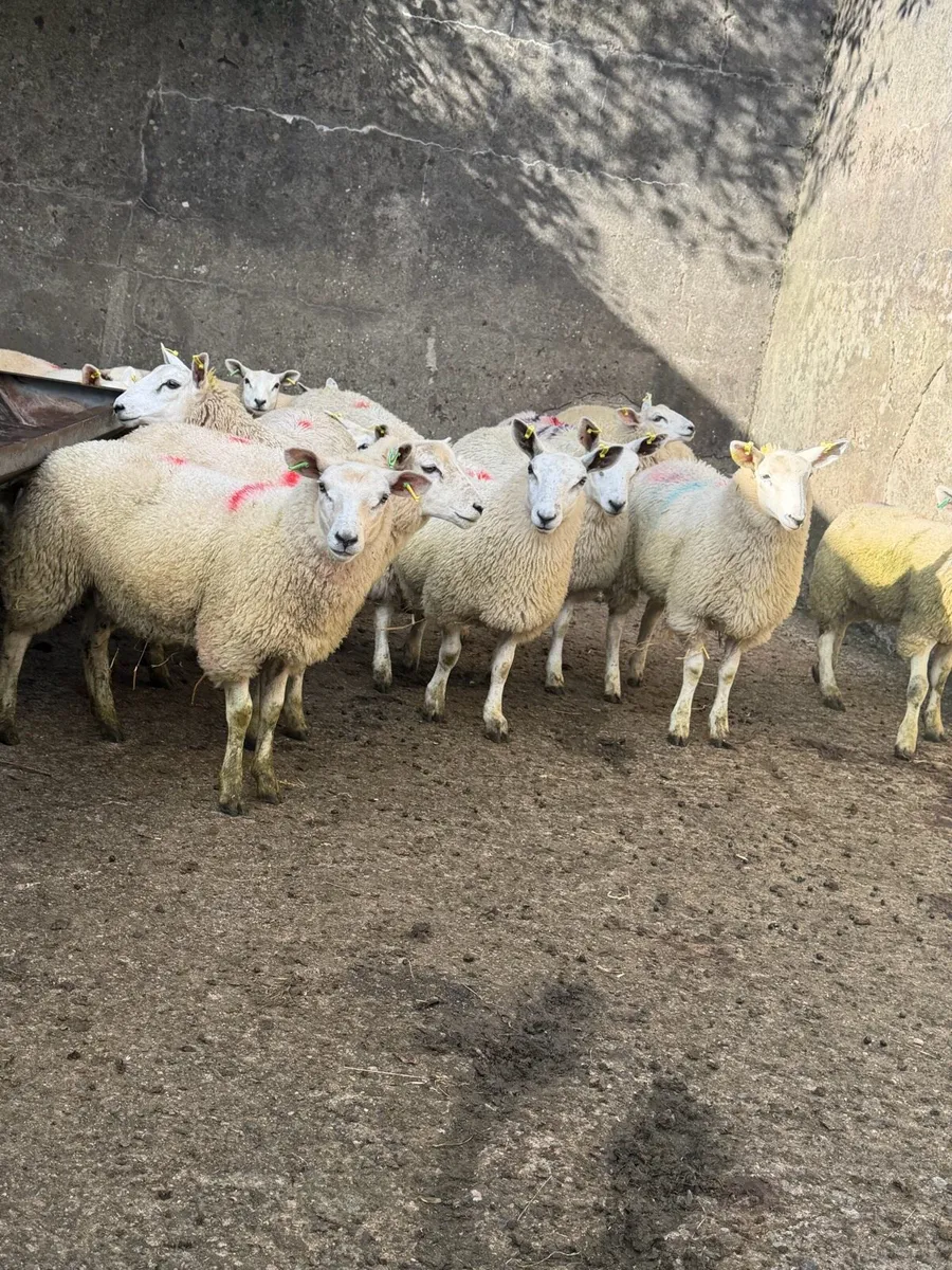 Ewe Lambs - Image 3